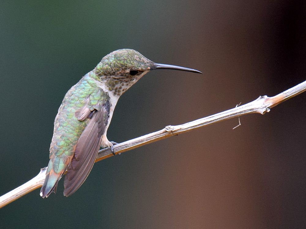 Hummer7.jpg
