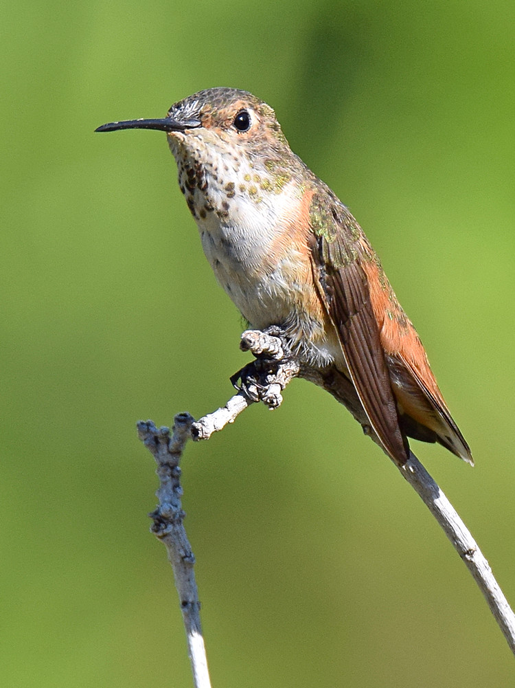 Hummer7.jpg