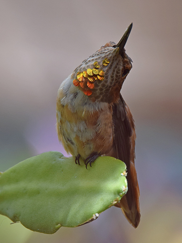 Hummer7.jpg