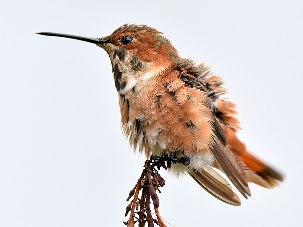 Hummer7.jpg