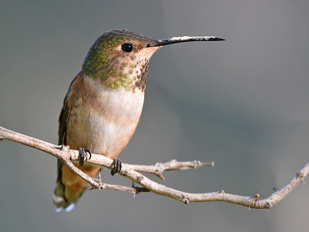Hummer7.jpg