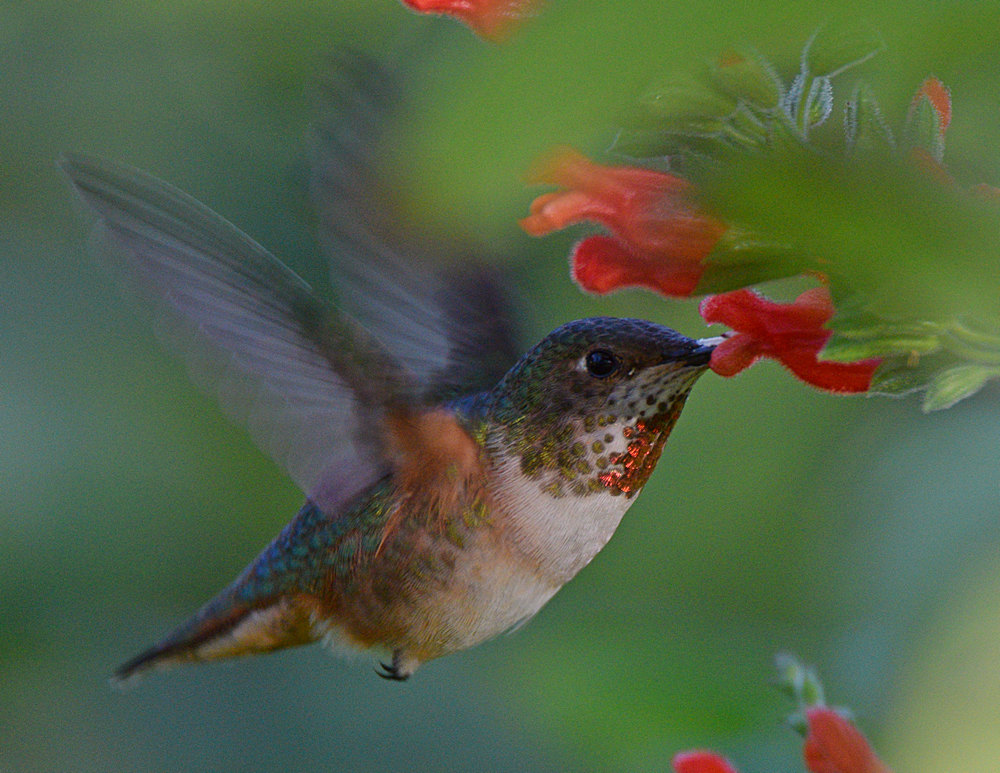 Hummer7.jpg
