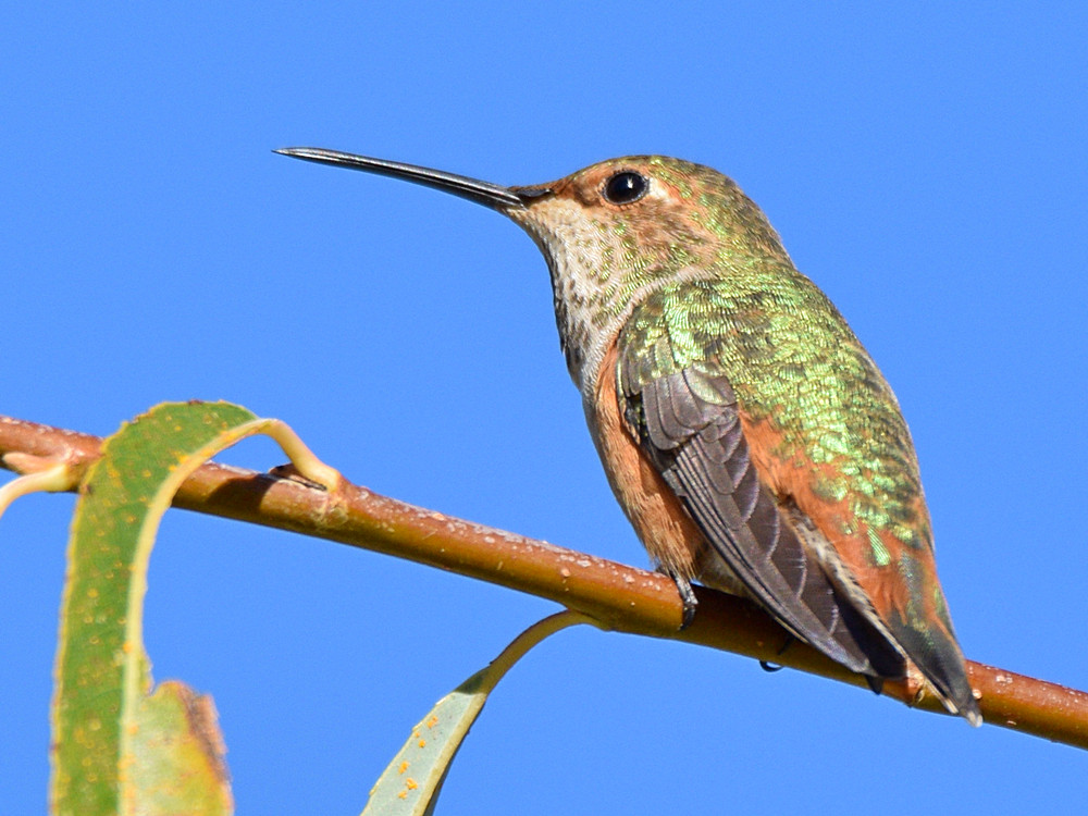 Hummer7.jpg