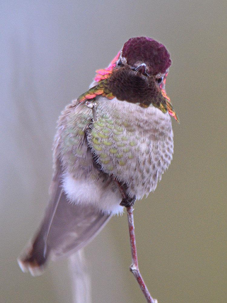 Hummer7.jpg