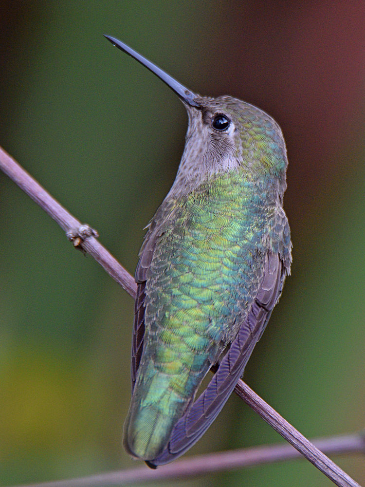 Hummer7.jpg