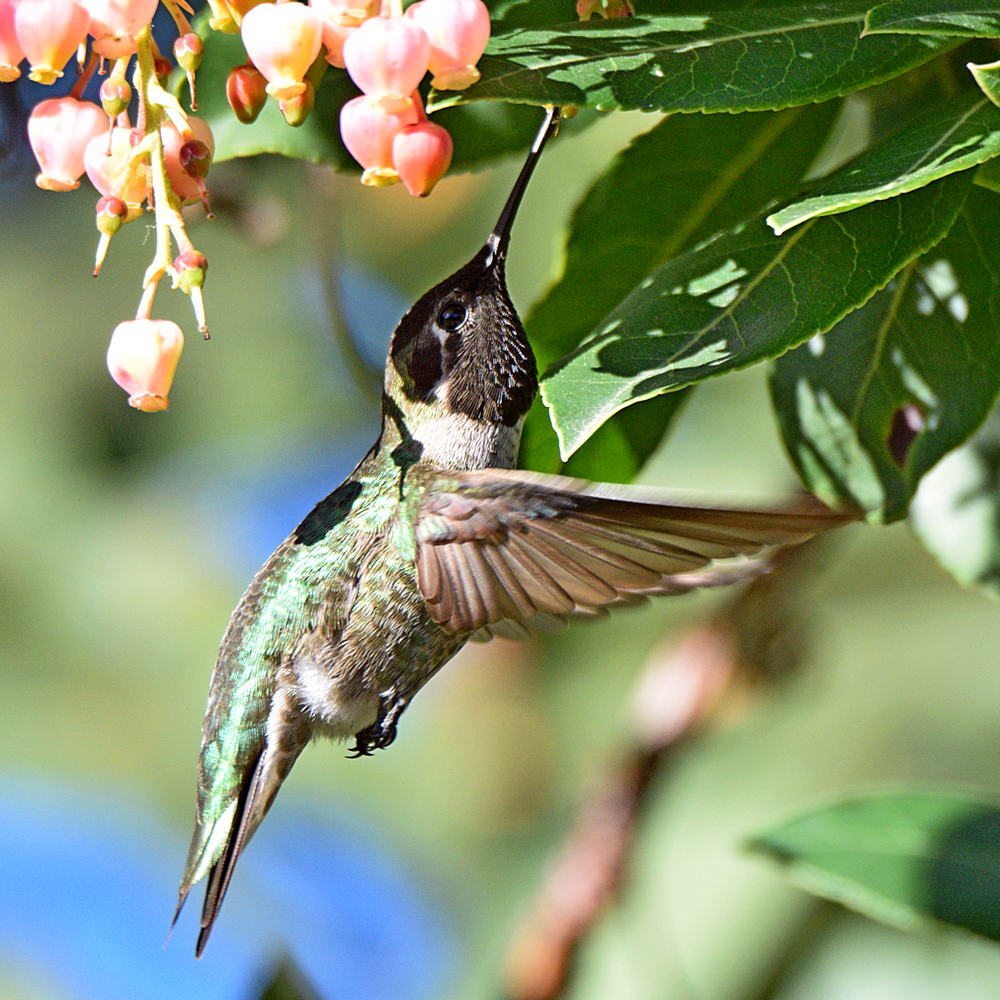 Hummer7.jpg