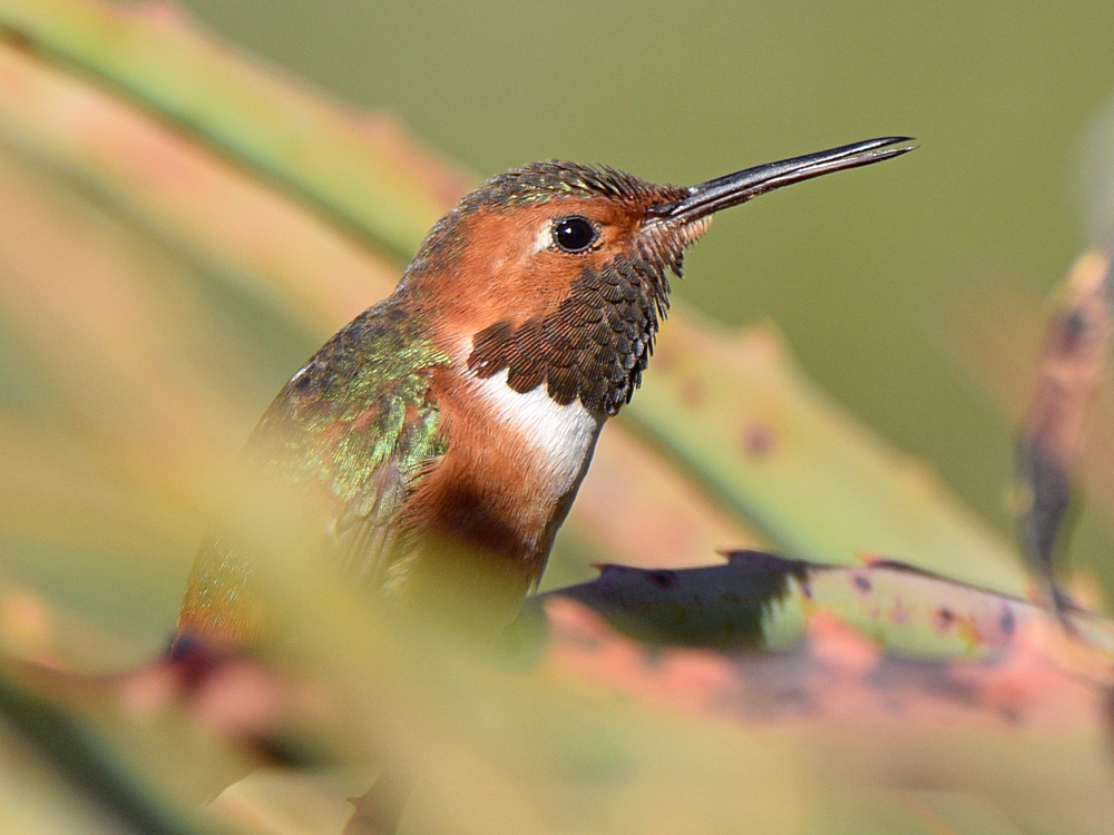 Hummer7.jpg