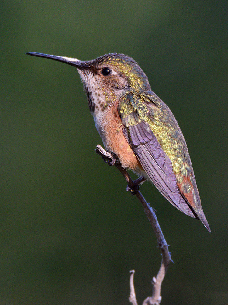Hummer7.jpg