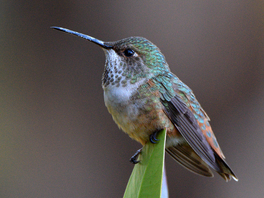 Hummer7.jpg