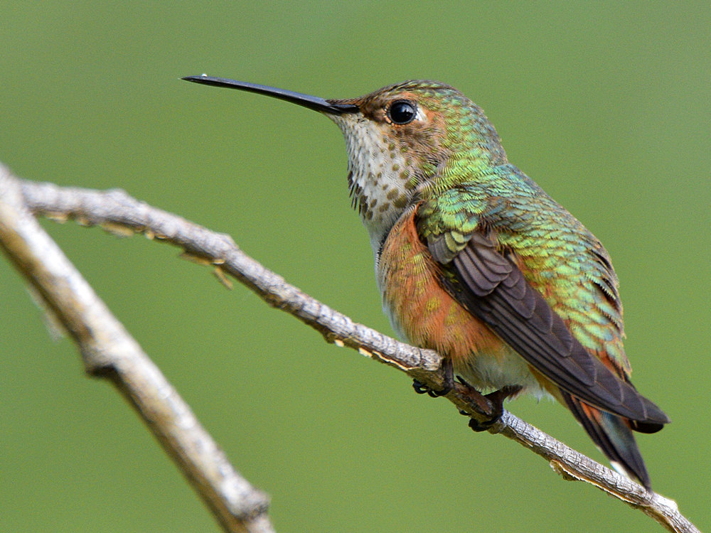 Hummer7.jpg