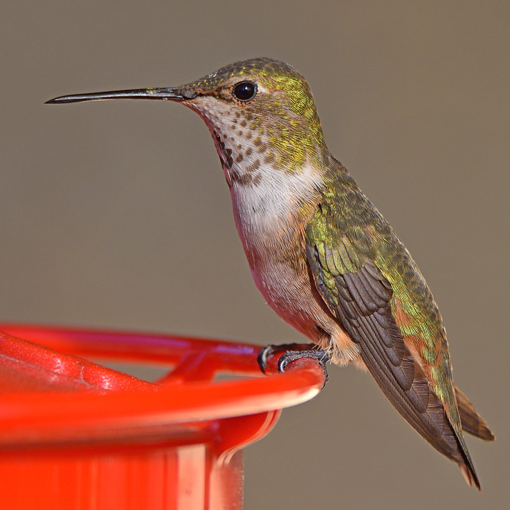 Hummer7.jpg