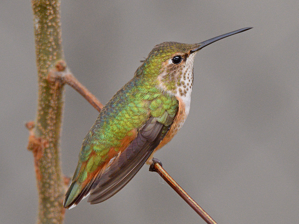 Hummer7.jpg