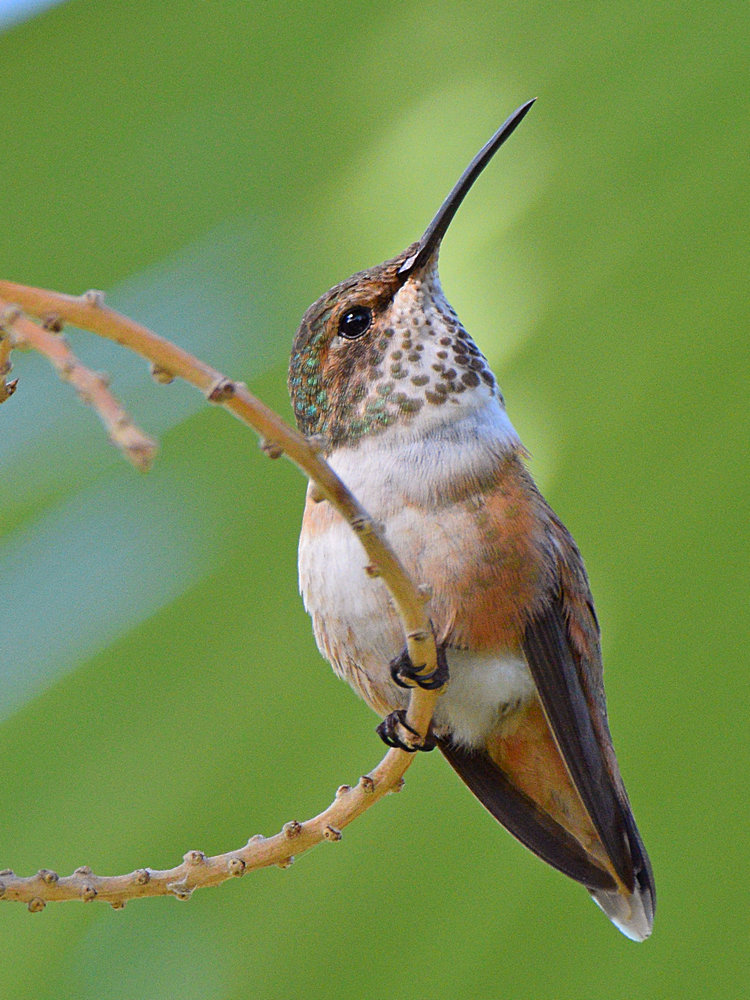 Hummer7.jpg