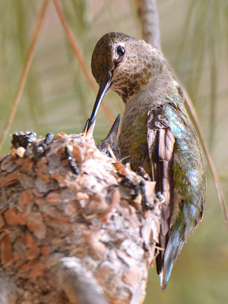 Hummer7.jpg