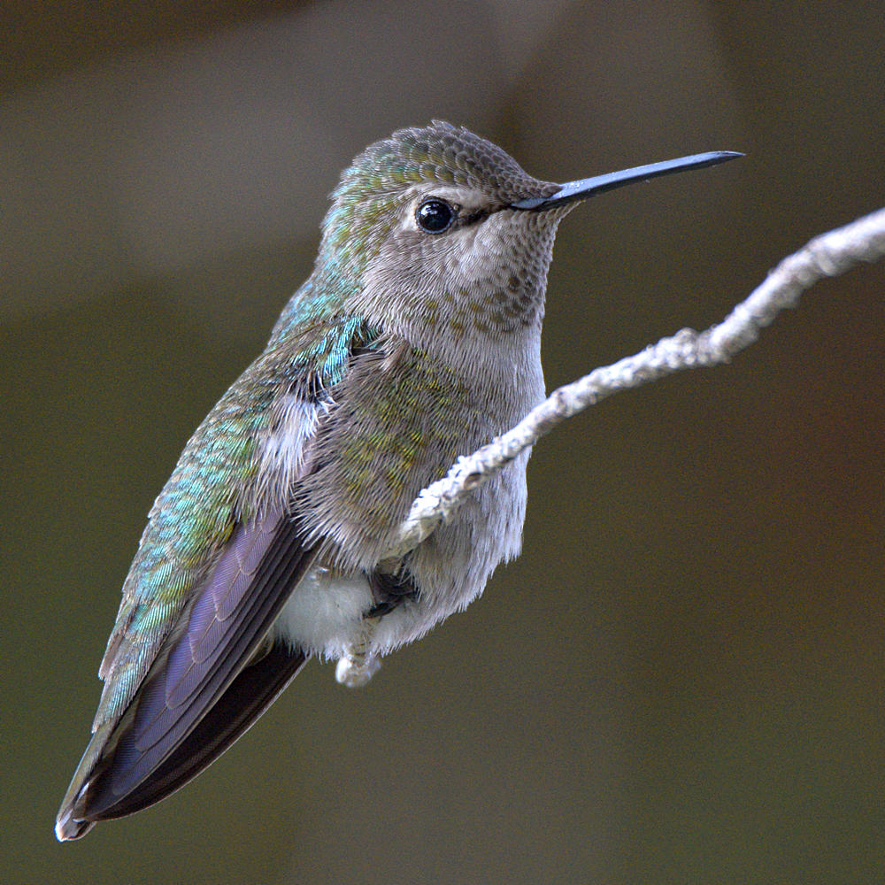 Hummer7.jpg