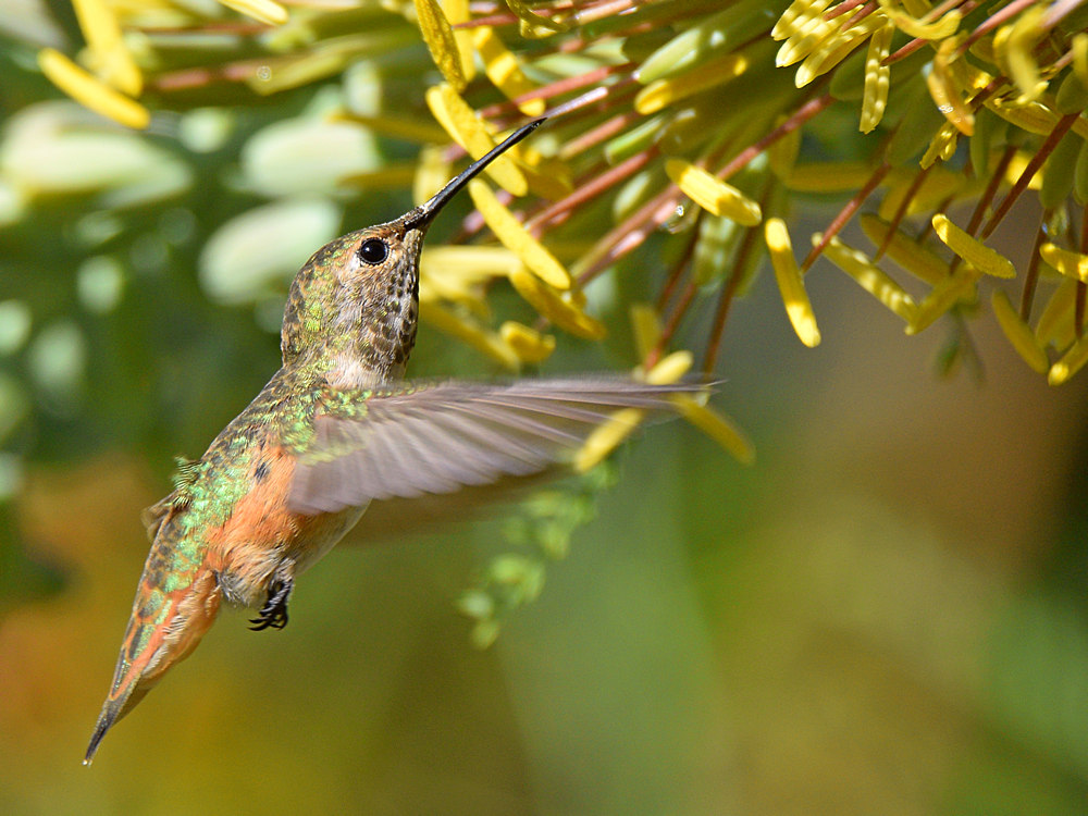 Hummer7.jpg