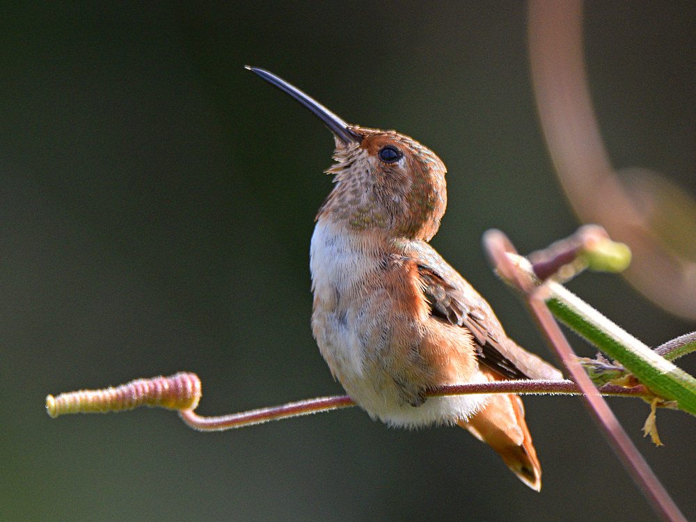 Hummer7.jpg