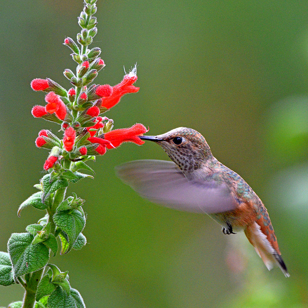 Hummer7.jpg