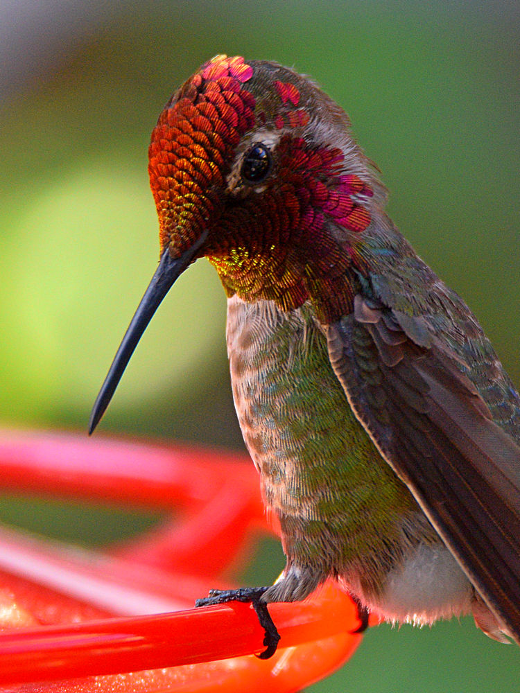 Hummer7.jpg