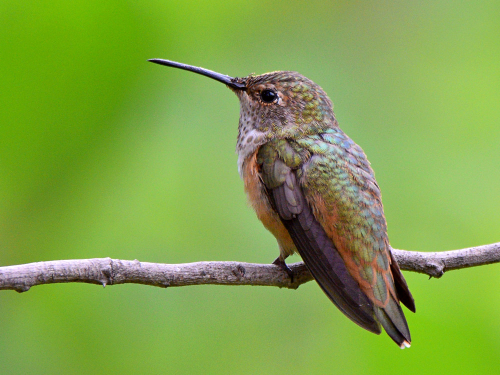 Hummer7.jpg