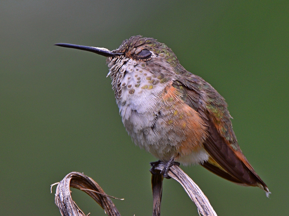 Hummer7.jpg