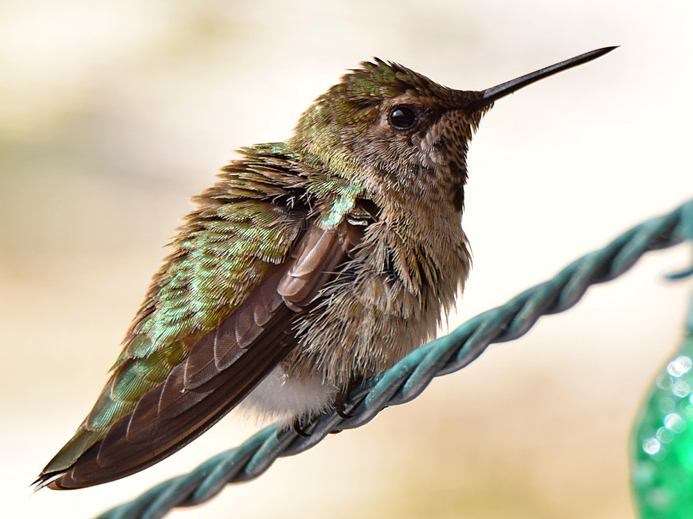 Hummer7.jpg
