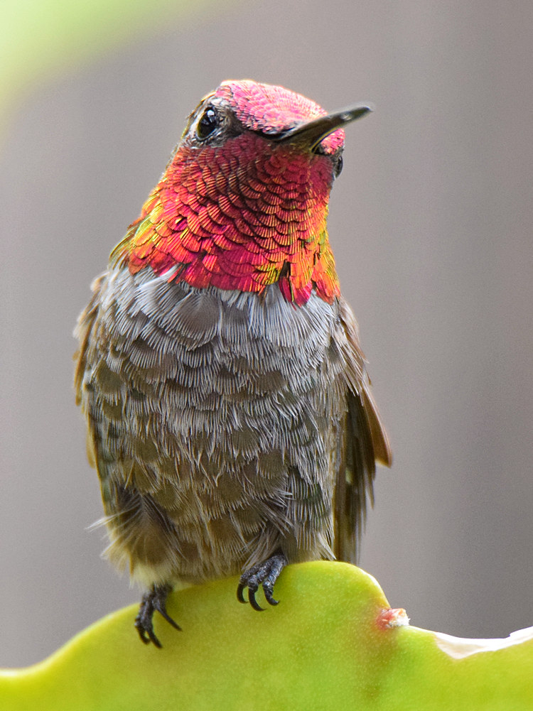 Hummer7.jpg