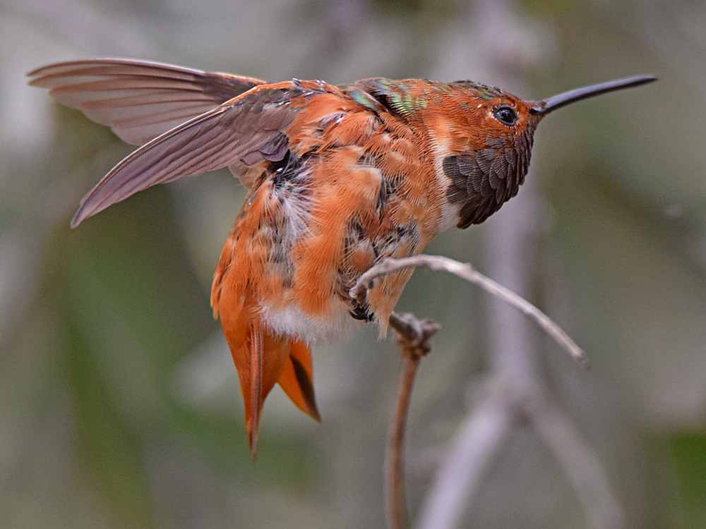 Hummer7.jpg