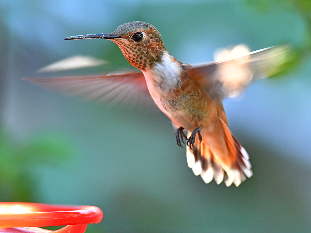 Hummer7.jpg