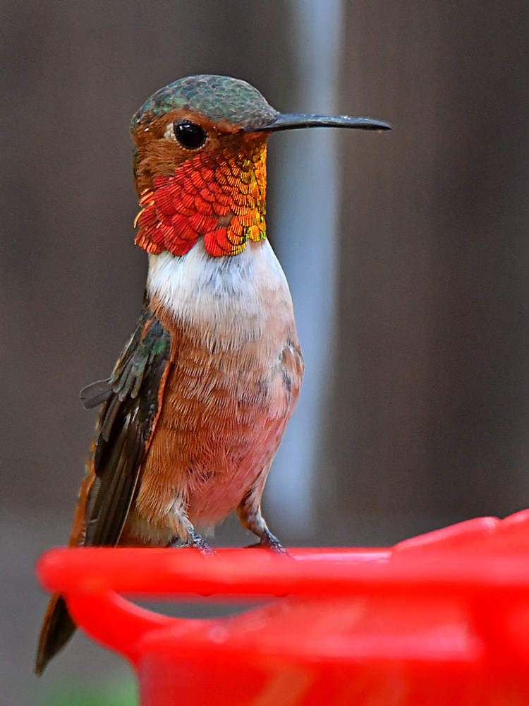 Hummer7.jpg