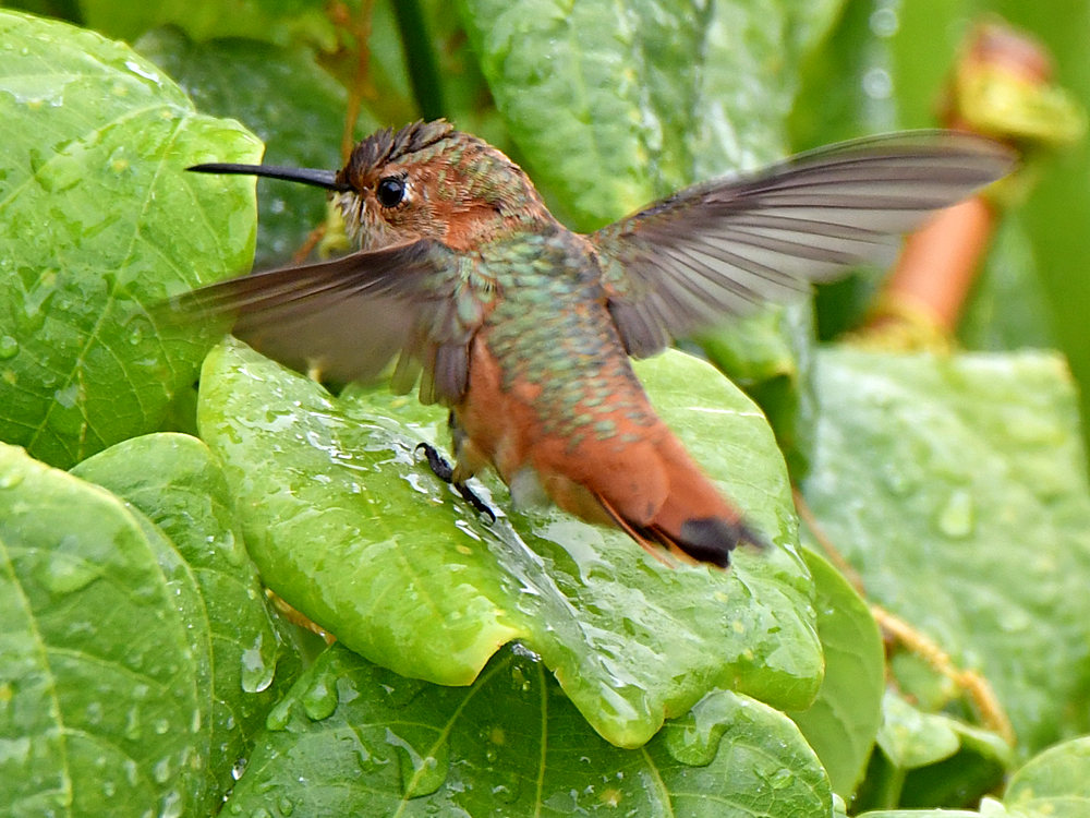 Hummer7.jpg