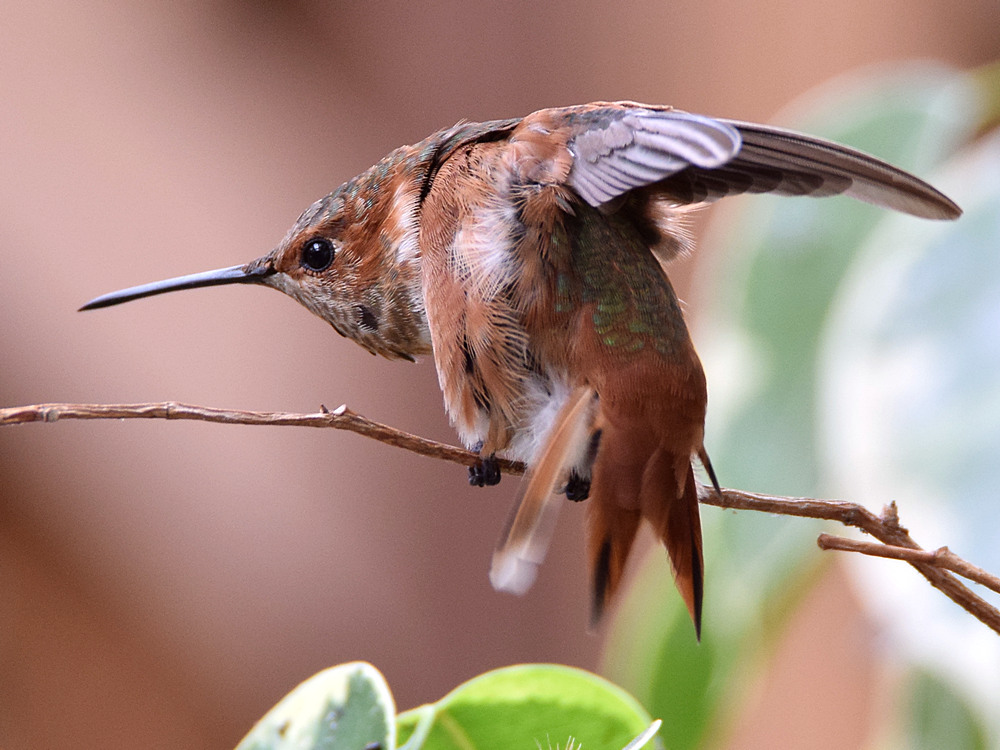 Hummer7.jpg