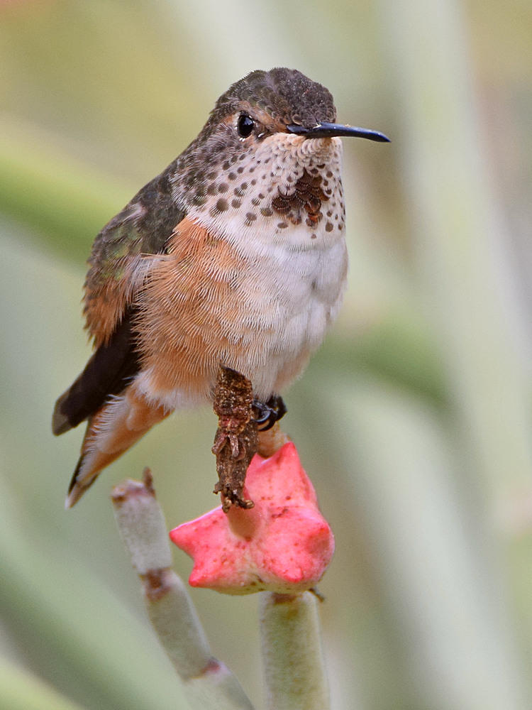 Hummer7.jpg