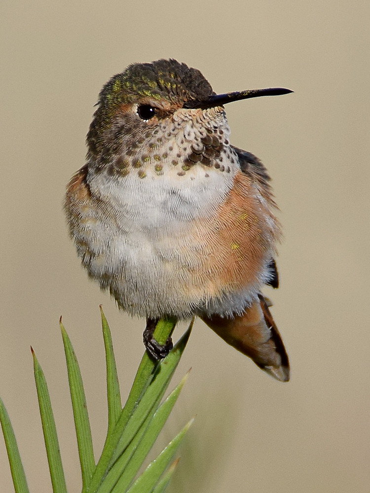 Hummer7.jpg