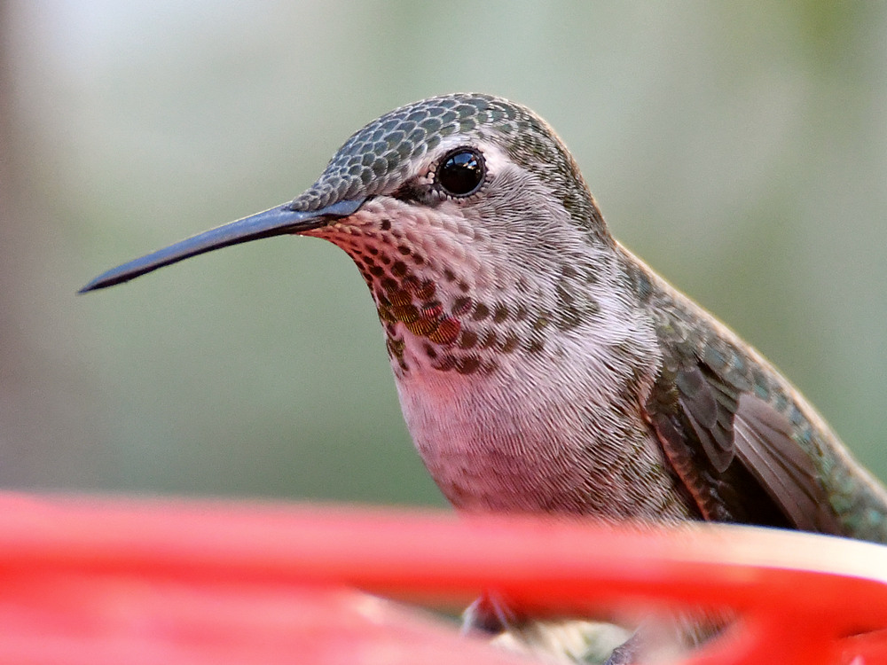 Hummer7.jpg