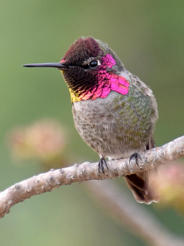 Hummer7.jpg