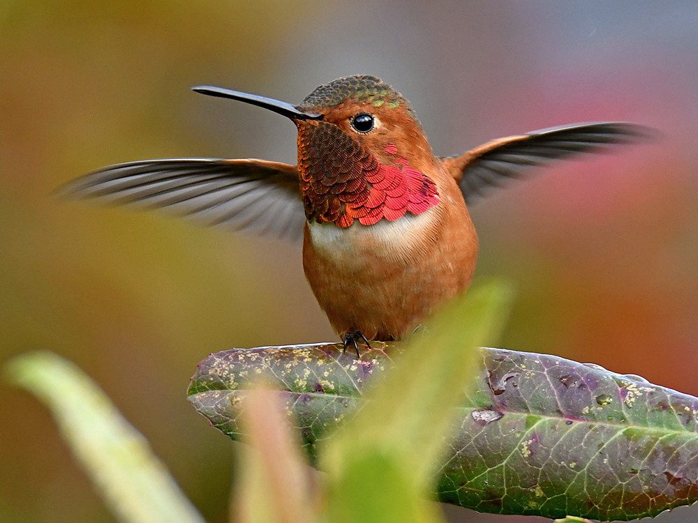 Hummer7.jpg