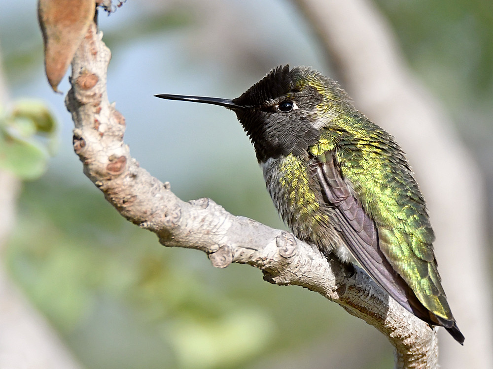 Hummer7.jpg