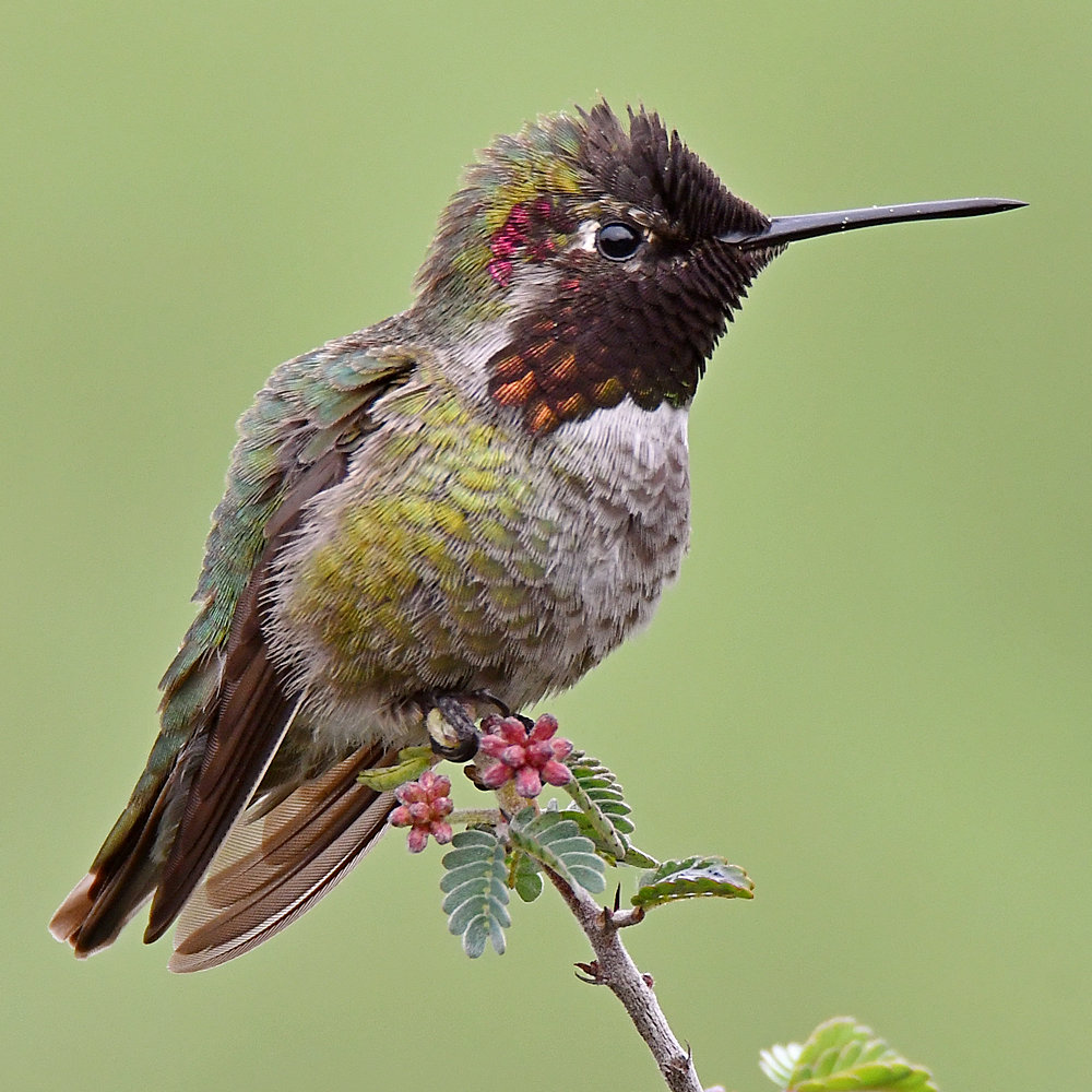 Hummer7.jpg