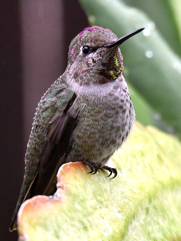 Hummer7.jpg