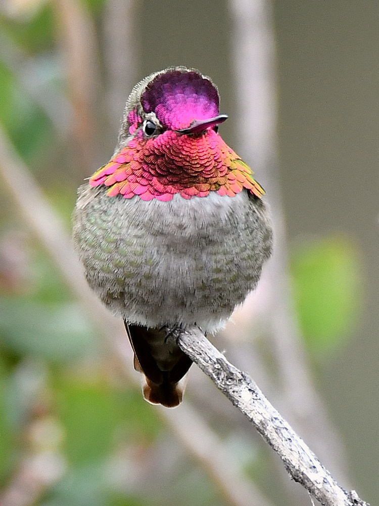 Hummer7.jpg