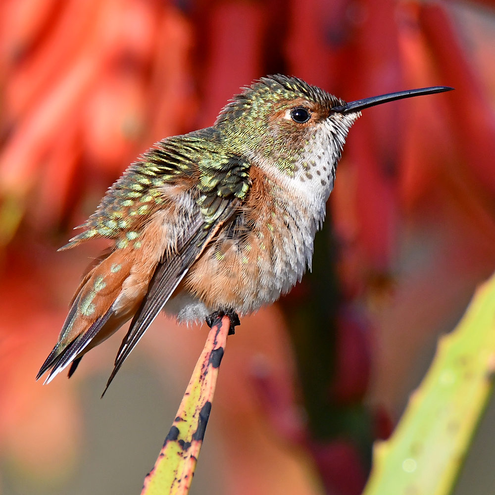 Hummer7.jpg
