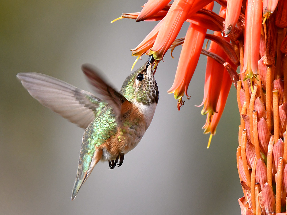 Hummer7.jpg