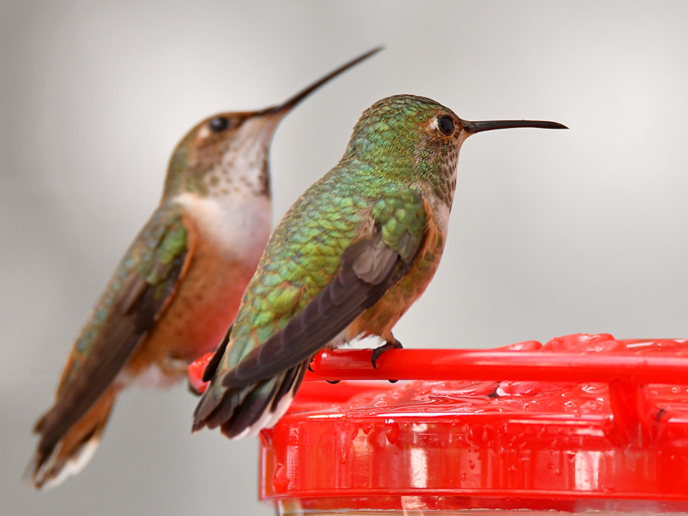 Hummer7.jpg