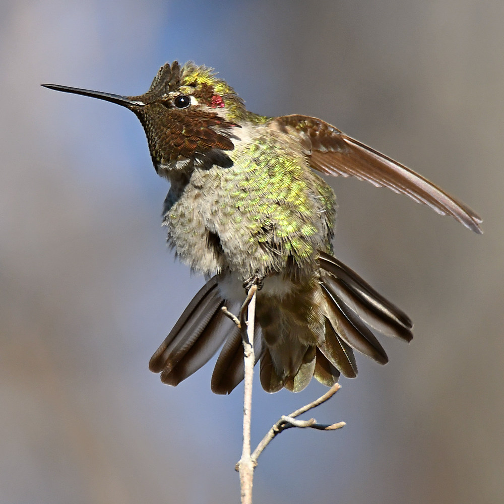Hummer7.jpg