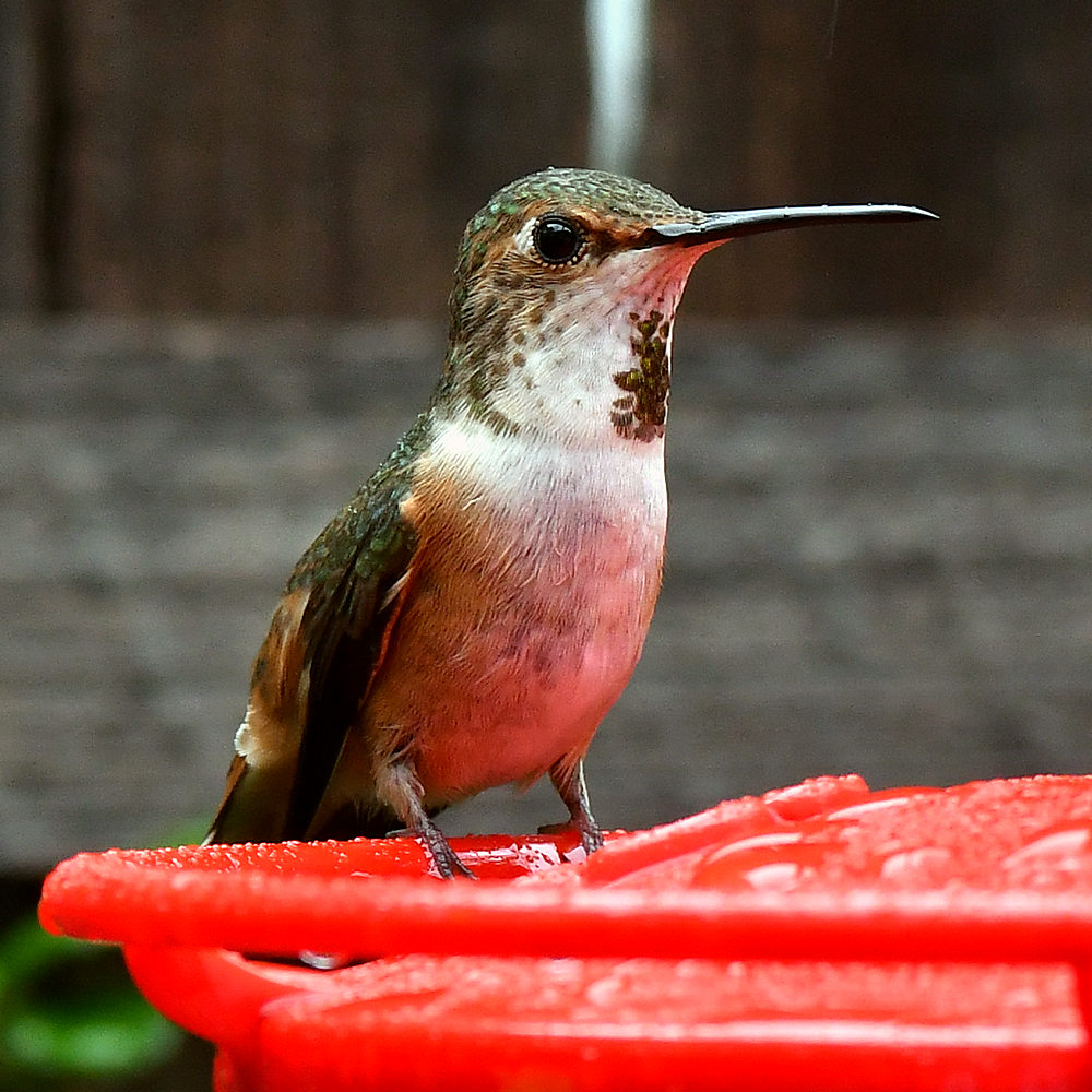Hummer7.jpg