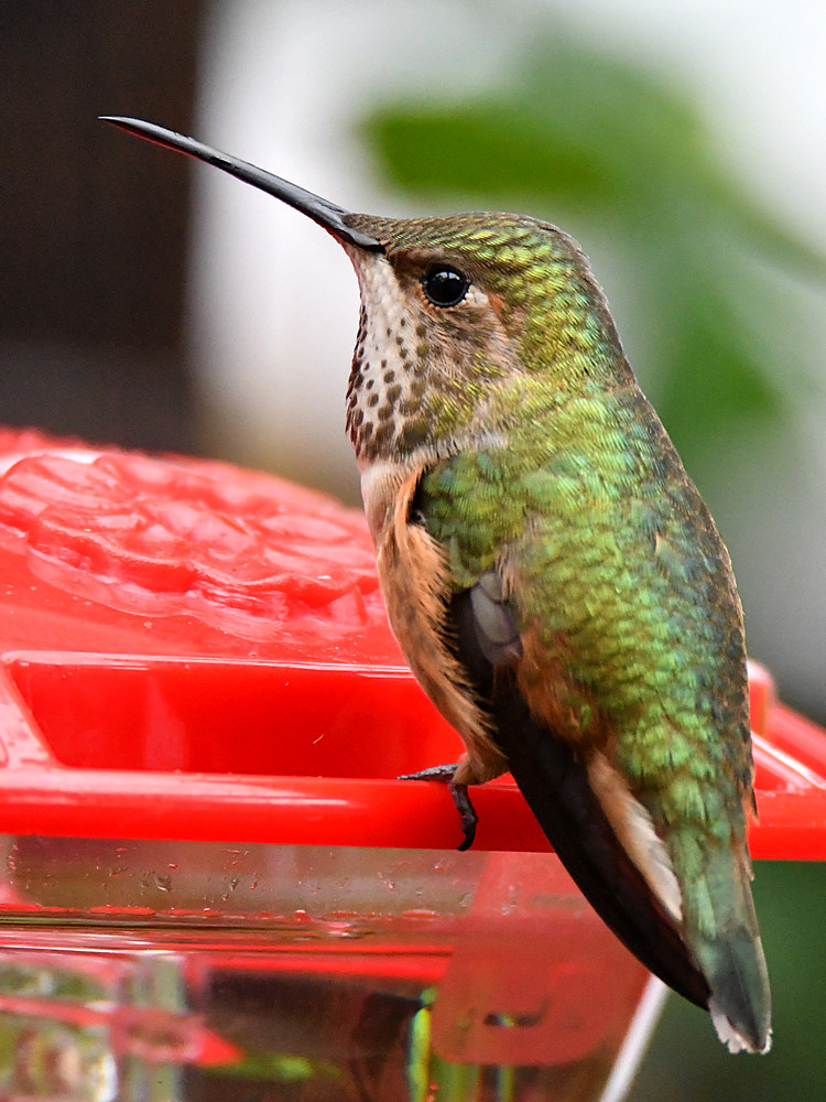 Hummer7.jpg