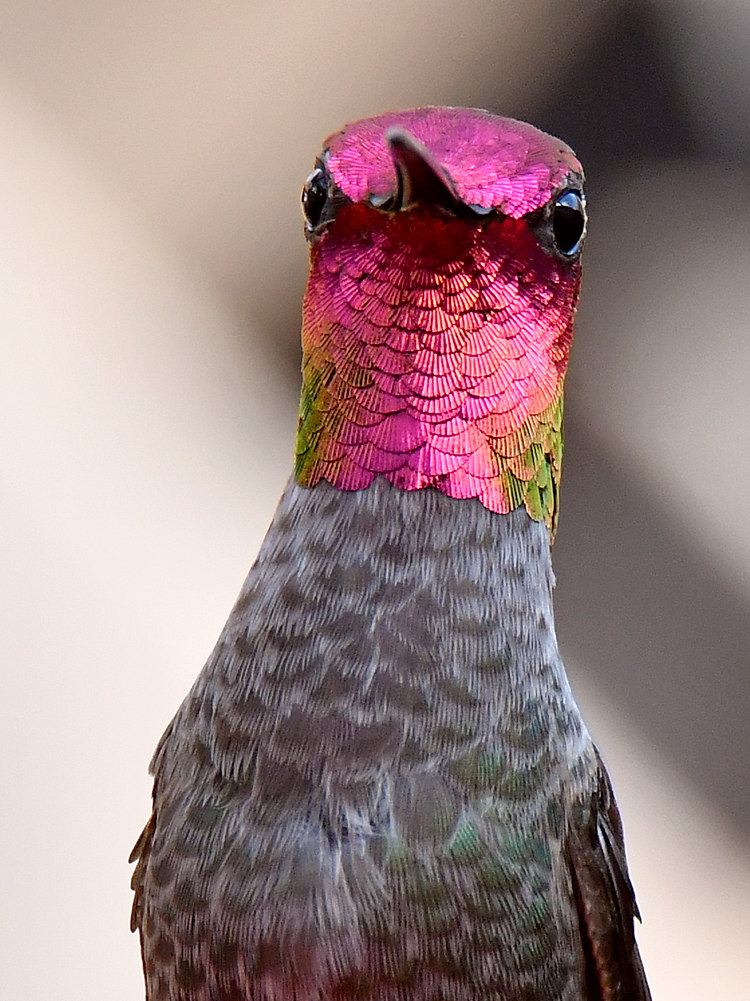 Hummer7.jpg