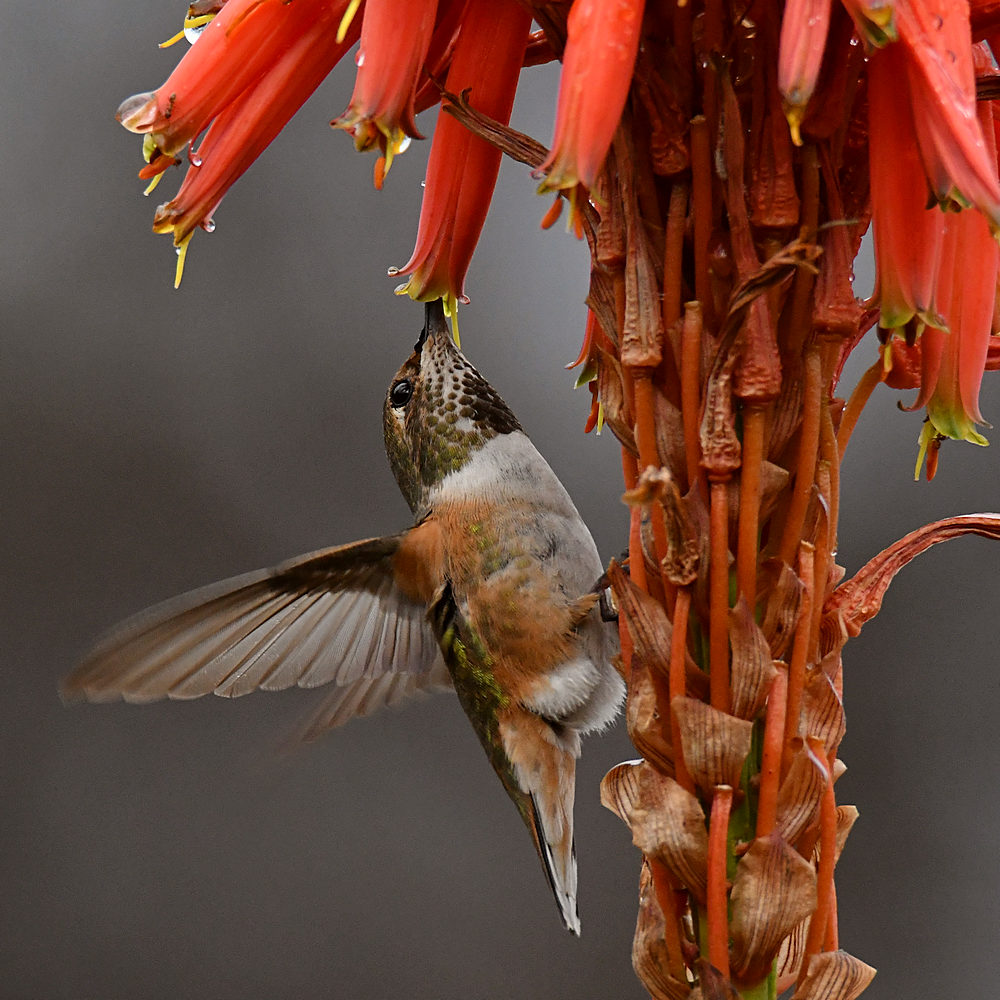 Hummer7.jpg
