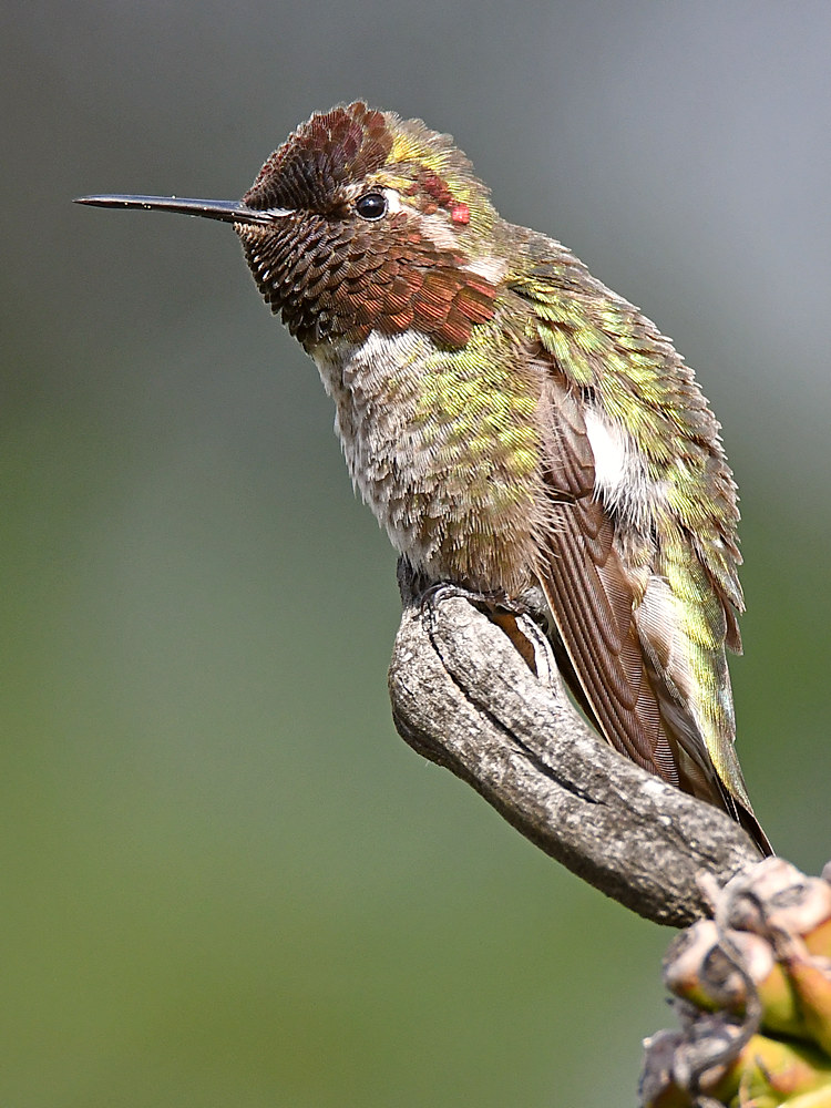 Hummer7.jpg